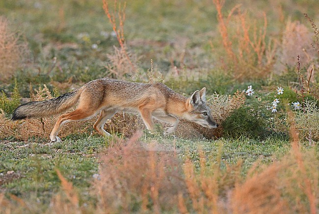 The Corsac Foxes (Vulpes corsac) live in the steppes and semidesert of central and northeast Asia. stock-image by Agami/Eduard Sangster,