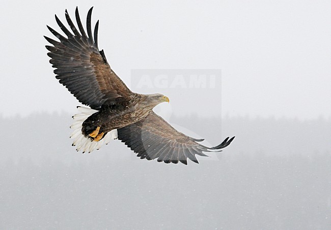 Zeearend adult vliegend; White-tailed Eagle adult flying stock-image by Agami/Markus Varesvuo,