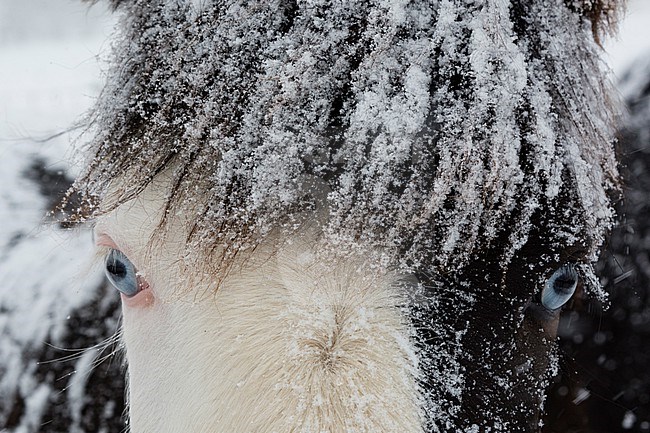 Close up of a snow-covered horse with blue eyes. Gausvik, Troms, Norway. stock-image by Agami/Sergio Pitamitz,