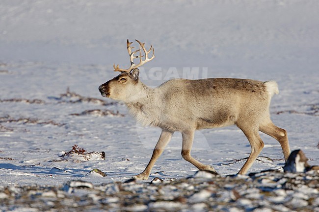 Rendier in de sneeuw; Reindeer in snow stock-image by Agami/Arie Ouwerkerk,