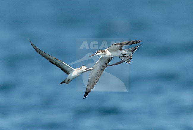 Bridled Tern (Onychoprion anaethetus), juvenile at sea in Oman. stock-image by Agami/Dick Forsman,