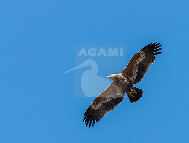 Immature Steppe Eagle (Aquila nipalensis) wintering in foothills of the Himalayas. In flight, seen from below. stock-image by Agami/Marc Guyt,