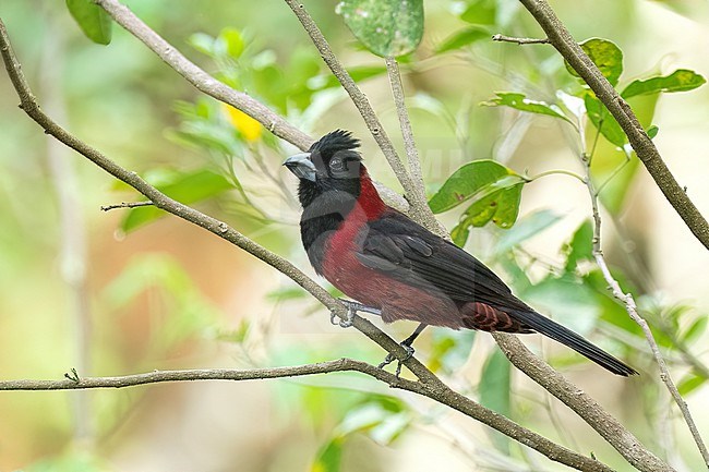 Adult male
Nuevo Leon, Mexico
May 2022 stock-image by Agami/Brian E Small,