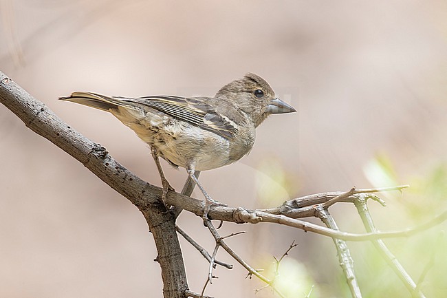 2 cy male Gran Canaria Blue Chaffinch (Fringilla polatzeki) perched in a pine forest near Mogán, Gran Canaria, Canary Islands, Spain. stock-image by Agami/Vincent Legrand,