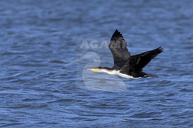 White-breasted Cormorant (Phalacrocorax carbo lucidus) in flight. stock-image by Agami/David Monticelli,