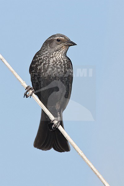 Adult female 
Kern Co., CA 
May 2006 stock-image by Agami/Brian E Small,