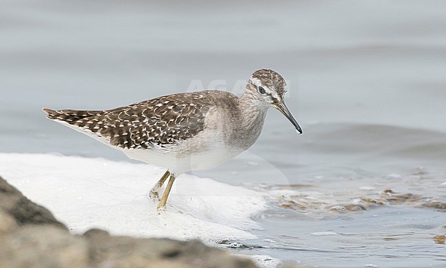 First-winter Wood Sandpiper (Tringa glareola) wintering in Thailand. stock-image by Agami/Brian Sullivan,
