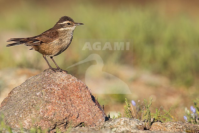 Olrog's Cinclodes (Cinclodes olrogi) perched on top of a boulder in Argentina. stock-image by Agami/Dubi Shapiro,