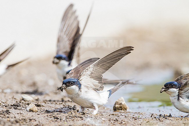 Huiszwaluw, Common House Martin, Delichon urbicum flock gathering mud for their nests stock-image by Agami/Menno van Duijn,