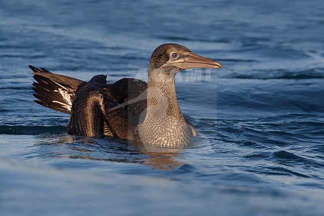 Juveniele Jan-van-gent; Juvenile Northern Gannet stock-image by Agami/Daniele Occhiato,