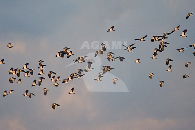 Northern Lapwing flock flying; Kievit groep vliegend stock-image by Agami/Marc Guyt,