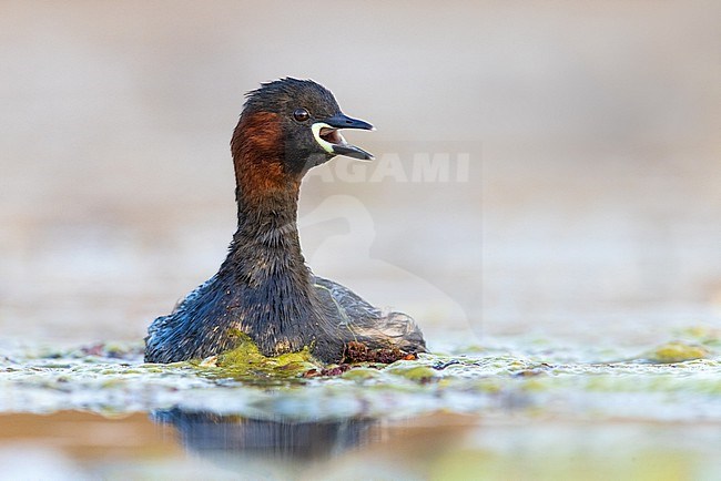 Little Grebe (Tachybaptus ruficollis) in Italy. Calling on a lake. stock-image by Agami/Daniele Occhiato,