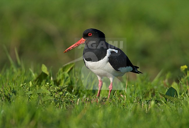 Eurasian Oystercatcher standing in grass Netherlands, Scholekster staand in gras Nederland stock-image by Agami/Hans Gebuis,