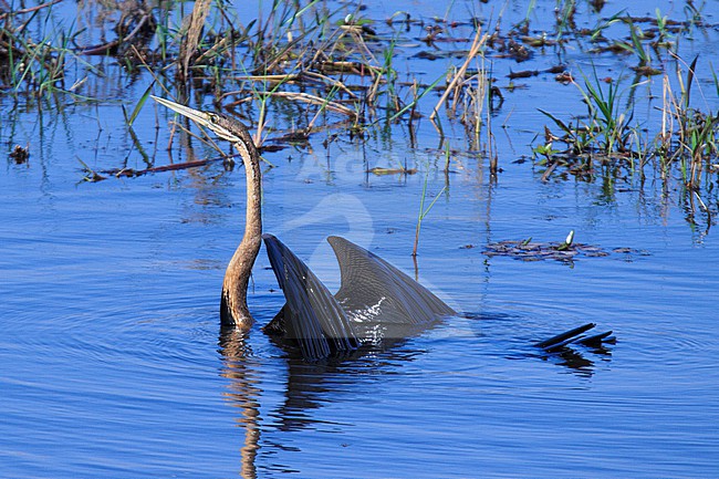 African Darter (Anhinga rufa) taken the 06/08/2023 at Chobe National Park - Botswana. stock-image by Agami/Nicolas Bastide,