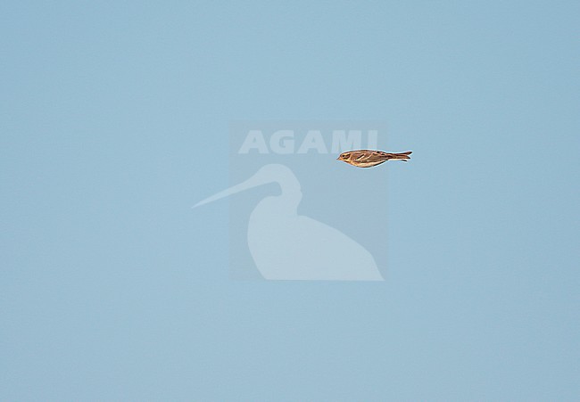 Rustic Bunting (Emberiza rustica) in flight during migration time in the Netherlands. stock-image by Agami/Ran Schols,