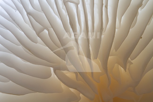 Porseleinzwam, Porcelain fungus, Oudemansiella mucida stock-image by Agami/Menno van Duijn,
