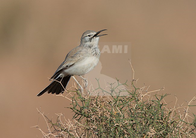 Witbandleeuwerik; Greater Hoopoe Lark stock-image by Agami/Ran Schols,