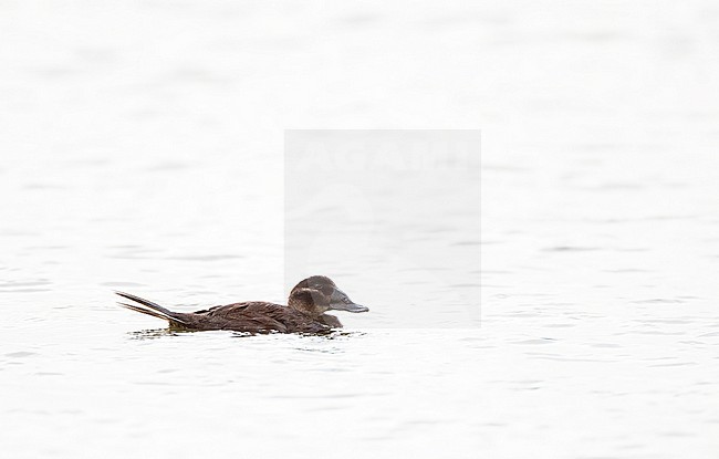 Female White-headed Duck (Oxyura leucocephala) in Laguna de Navaseca, Daimiel, Spain. stock-image by Agami/Marc Guyt,