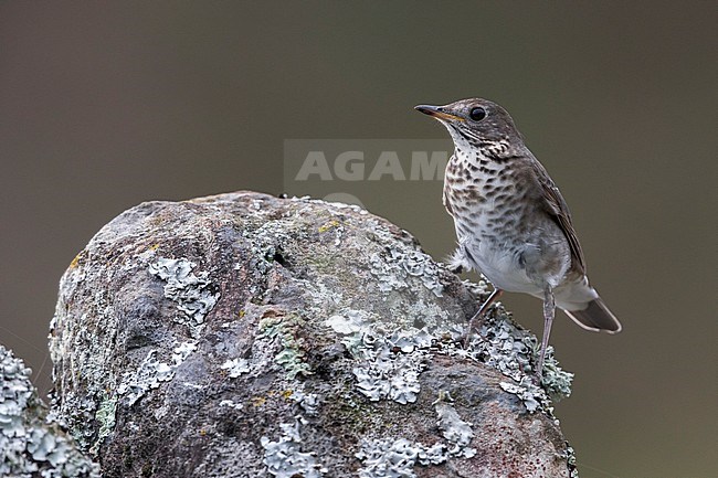 Grijswangdwerglijster, Grey-cheeked Thrush; Catharus minimus stock-image by Agami/Daniele Occhiato,