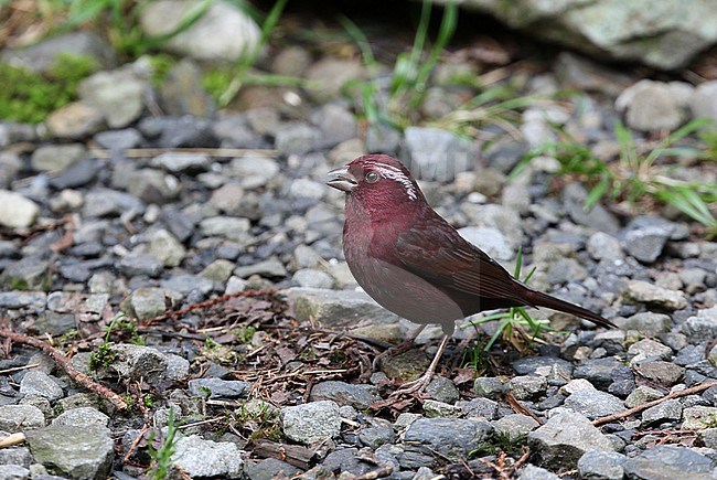 Male Taiwan Rosefinch (Carpodacus formosanus) standing on the ground at Dayueshan on Taiwan. Formerly considered a subspecies. stock-image by Agami/James Eaton,