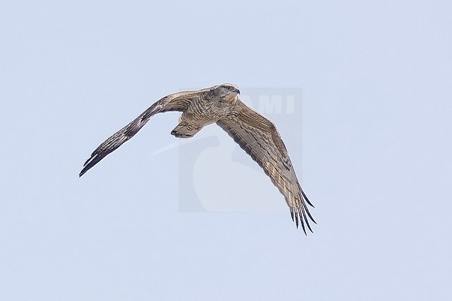 Female Crested Honey Buzzard (Pernis ptilorhyncus) flying over Abşeron Milli Parkı-Absheron National Park, Azerbaijan. stock-image by Agami/Vincent Legrand,