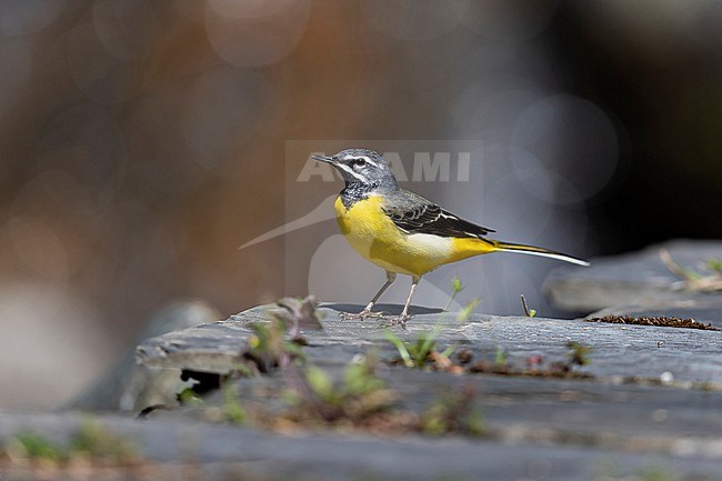 An adult male Grey Wagtail (Motacilla cinerea) perching on the ground stock-image by Agami/Mathias Putze,