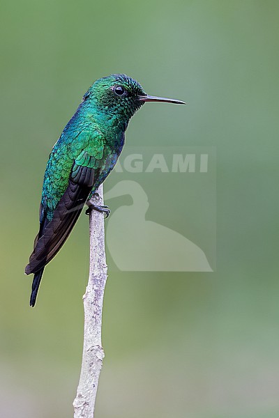 Perched on a branch in Puerto Rico stock-image by Agami/Dubi Shapiro,