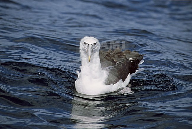 Shy Albatross swimming in sea; Witkapalbatros zwemmend in zee stock-image by Agami/Roy de Haas,
