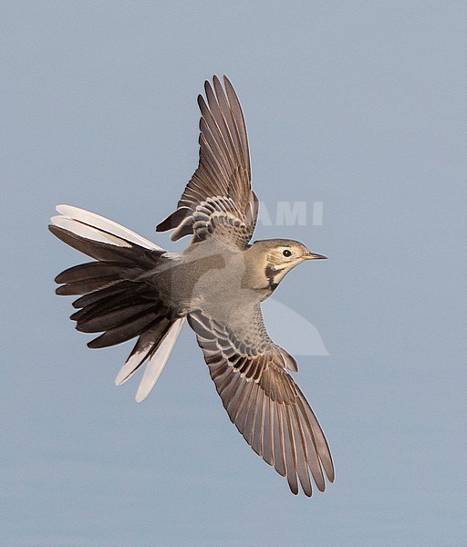 White Wagtail (Motacilla alba alba) during migration in Lake Durankulak, Bulgaria stock-image by Agami/Marc Guyt,