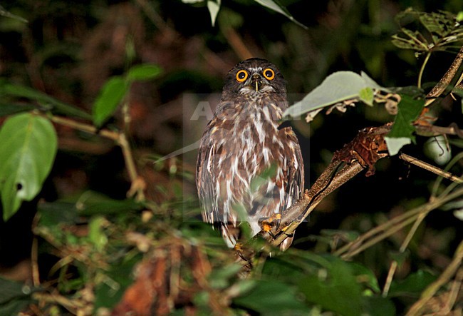 Filippijnse Boeboekuil, Chocolate Boobook, Ninox randi stock-image by Agami/Pete Morris,