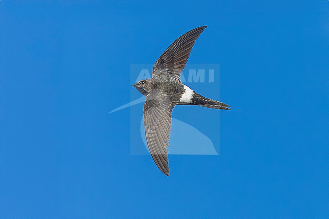 Probably second calendar year Pacific Swift (Apus pacificus) flying over Corrnaiano, Italy. stock-image by Agami/Vincent Legrand,