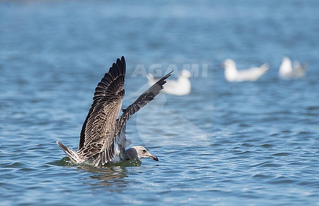 Juvenile Audouin's Gull (Ichthyaetus audouinii) landing in harbour of Sant Carles de la Ràpita in the Ebro delta, Spain stock-image by Agami/Marc Guyt,