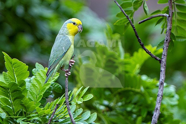 Yellow-faced Parrotlet (Forpus xanthops) in Northern Peru. stock-image by Agami/Dani Lopez-Velasco,