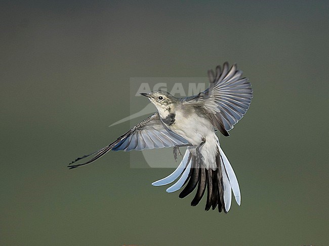 Juvenile White Wagtail (Motacilla alba) fluttering in flight. Finland stock-image by Agami/Markku Rantala,