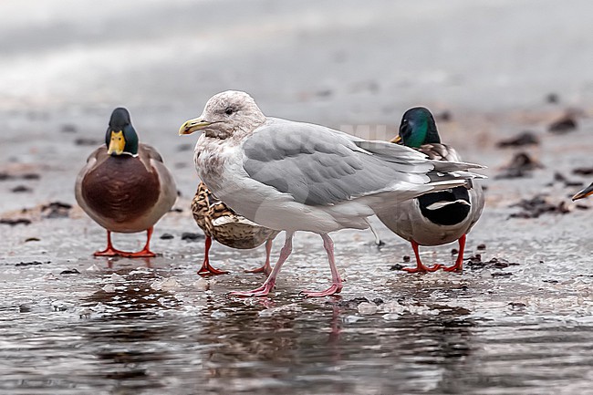 Adult winter Glaucous-winged Gull
(Larus glaucescens) sitting in Arhus, Jutland, Denmark. stock-image by Agami/Vincent Legrand,