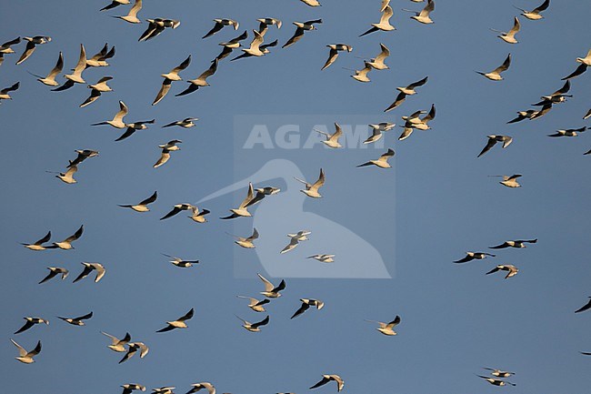 Black-headed Gull - Lachmöwe - Larus ridibundus, Germany stock-image by Agami/Ralph Martin,