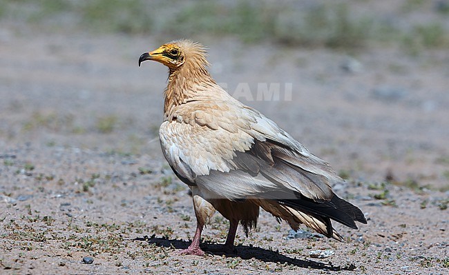 Egyptian Vulture  (Neophron percnopterus) taken at Masirah island - Oman stock-image by Agami/Aurélien Audevard,