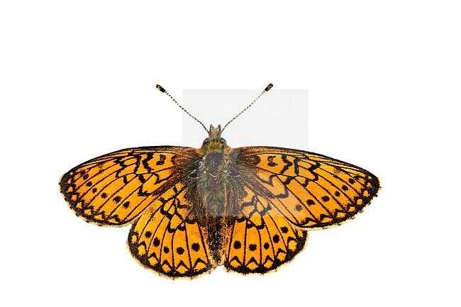 Bog Fritillarya, Ringoogparelmoervlinder, Boloria eunomia stock-image by Agami/Wil Leurs,
