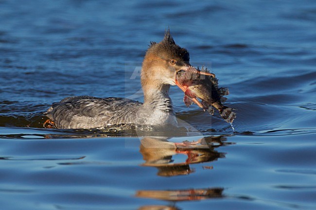 Smergo minore; Red-breasted Merganser; Mergus serrator stock-image by Agami/Daniele Occhiato,