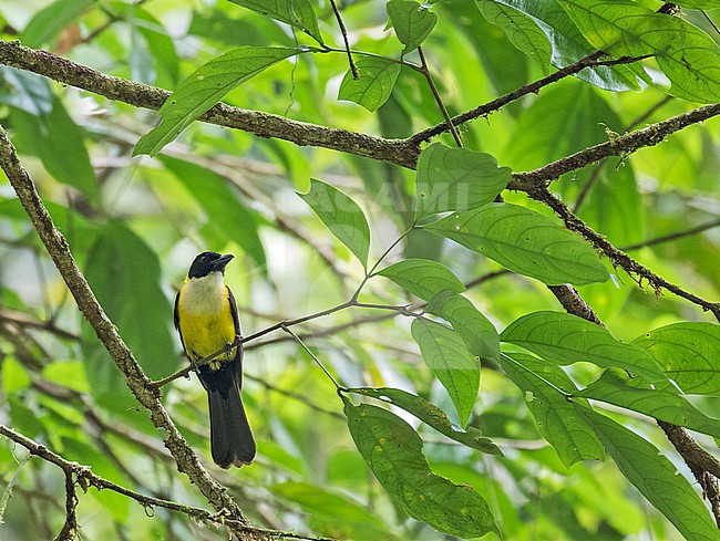 White-throated Shrike-Tanager (Lanio leucothorax) in Costa Rica. stock-image by Agami/Pete Morris,