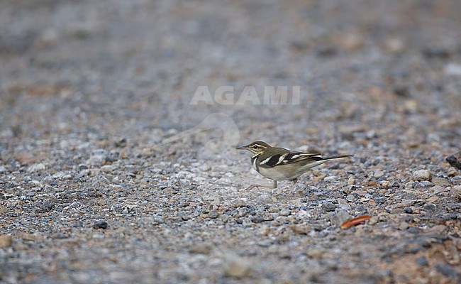 Forest Wagtail (Dendronanthus indicus) walking on ground, Kaeng Krachan National Park, Thailand stock-image by Agami/Helge Sorensen,