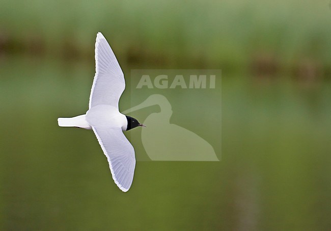 Adult zomer Dwergmeeuw in de vlucht; Adult summerLittle Gull in flight stock-image by Agami/Markus Varesvuo,