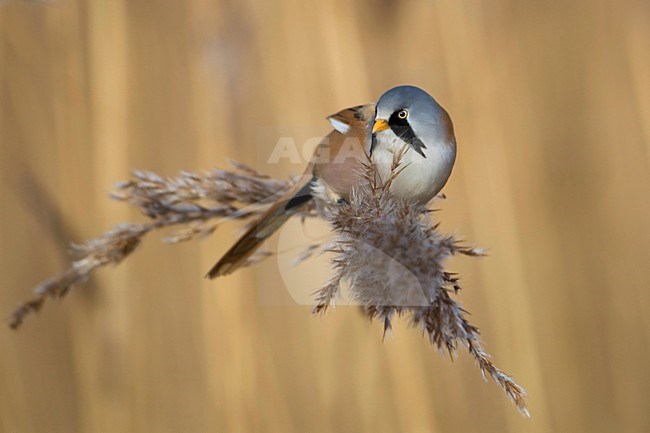 Baardman fouragerend op het riet; Bearded Tit feeding on reed stock-image by Agami/Han Bouwmeester,