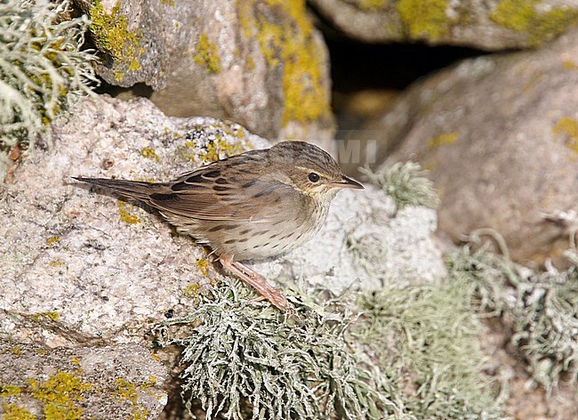 First-winter Lanceolated Warbler (Locustella lanceolata) during autumn migration on a Scottish Island in Great Britain. stock-image by Agami/Michael McKee,