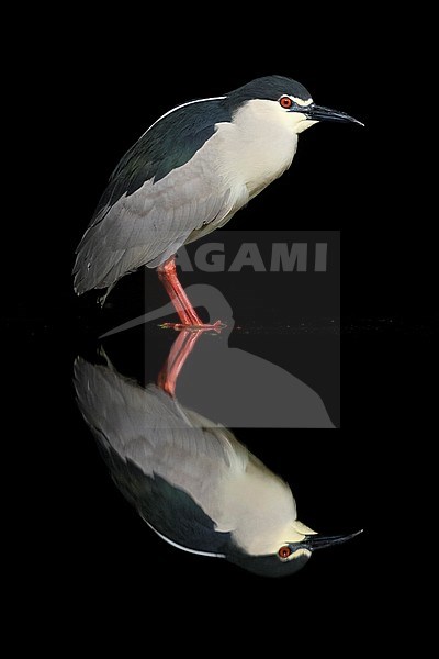 Kwak staand in water; Black-crowned Night Heron standing in water stock-image by Agami/Marc Guyt,