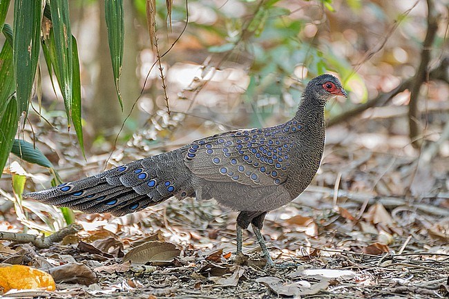 Male Germain's Peacock-Pheasant, Polyplectron germaini, in Vietnam. stock-image by Agami/Pete Morris,
