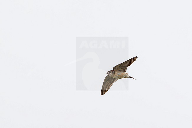 Preuss's Cliff Swallow (Petrochelidon preussi) in Sierra Leone. stock-image by Agami/David Monticelli,