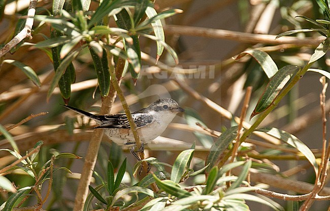 First winter male Masked Shrike (Lanius nubicus) during autumn migration in Egypt stock-image by Agami/Edwin Winkel,