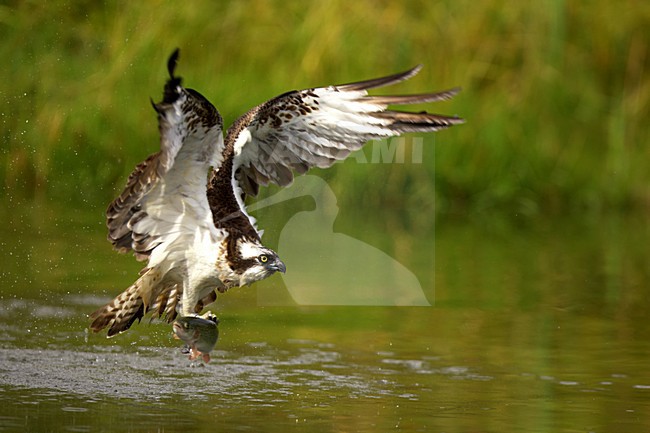 Visarend met vis, Osprey with fish stock-image by Agami/Danny Green,