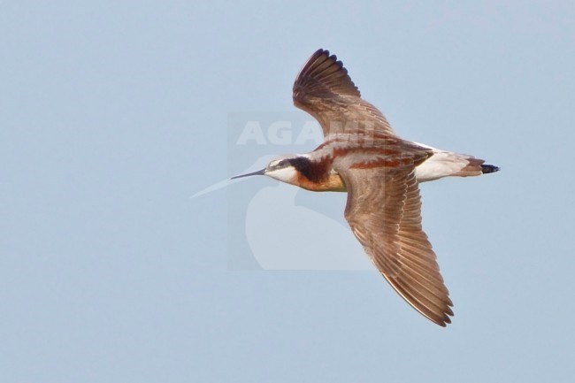 Wilson's Phalarope (Phalaropus tricolor) flying over a small pond in Alberta, Canada. stock-image by Agami/Glenn Bartley,